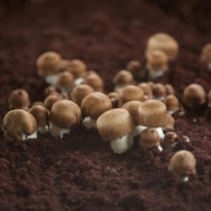 Cogumelo da Vida (Agaricus blazei) e o aumento do número de célula Natural Killer (NK)